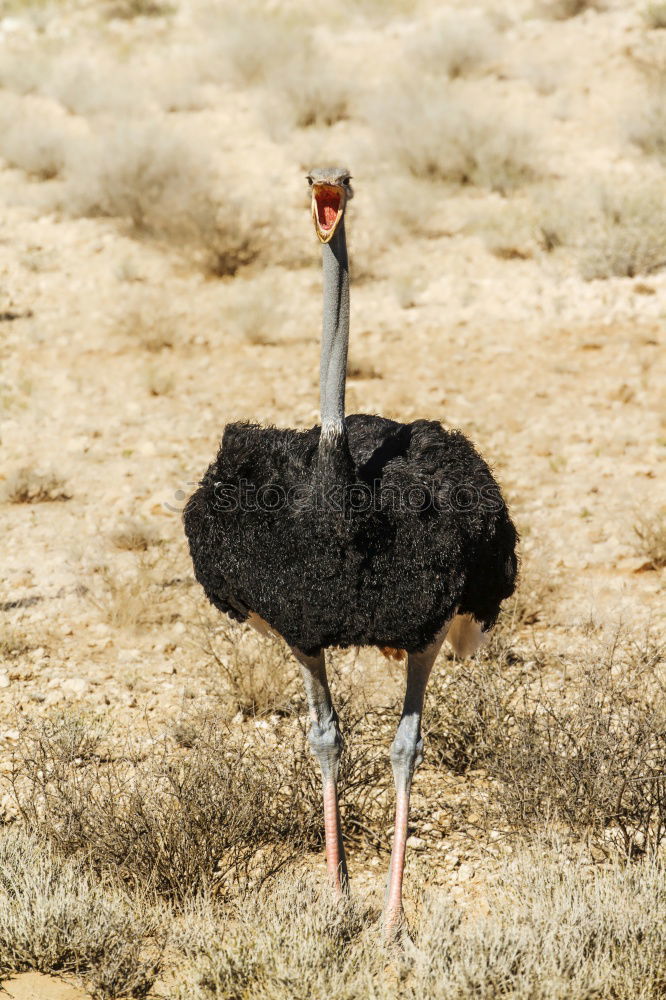 Similar – Early riser? ostrich Bird