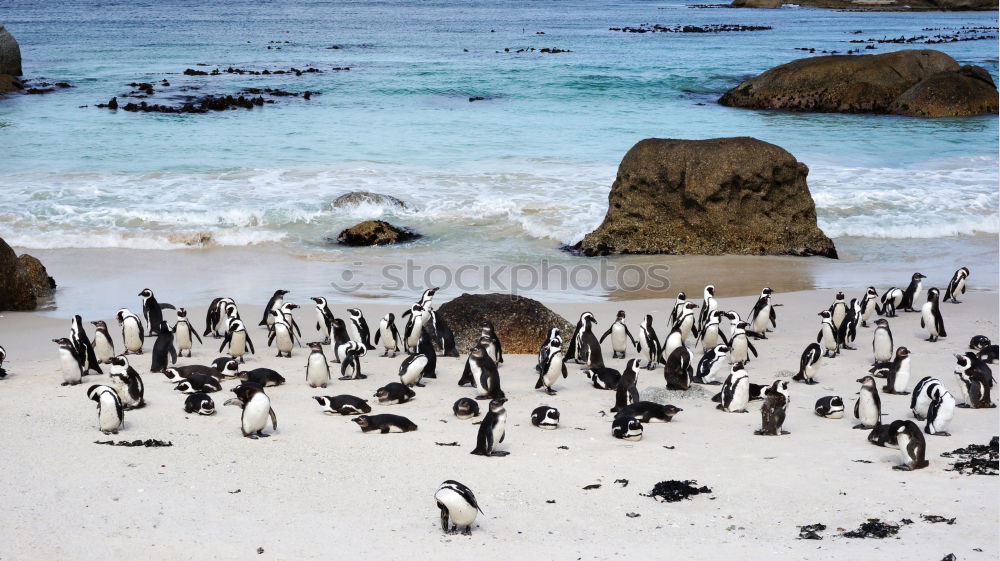 Penguin dancing.