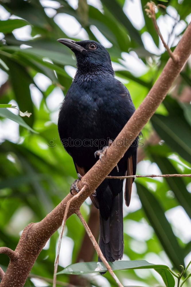 Similar – Image, Stock Photo Fork-tailed Drongo Summer