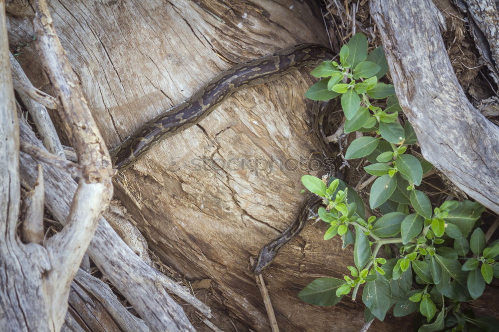 Similar – Young cranberry plant growing out of dead tree stump.