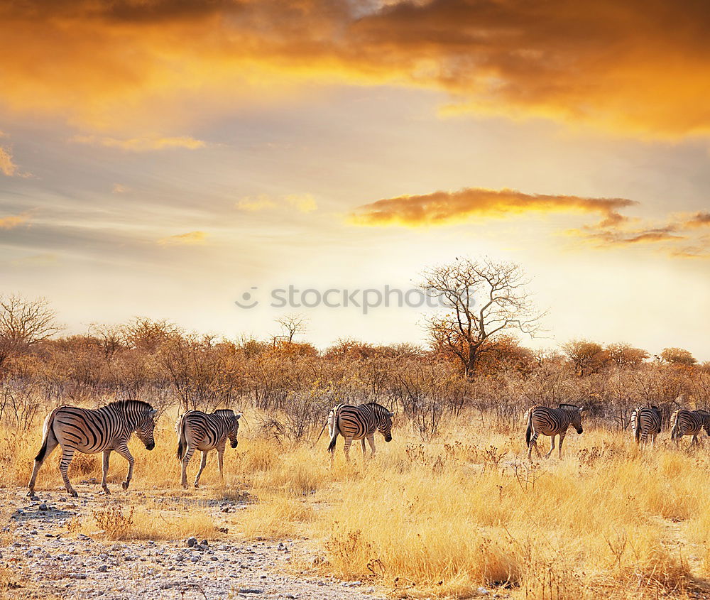 Similar – Image, Stock Photo Africa Environment Nature