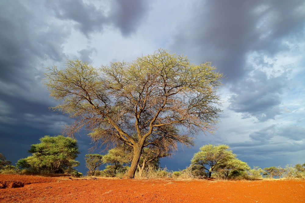 Similar – Image, Stock Photo termite maze Environment