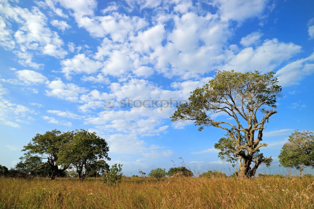 Similar – Image, Stock Photo impalas Wild animal