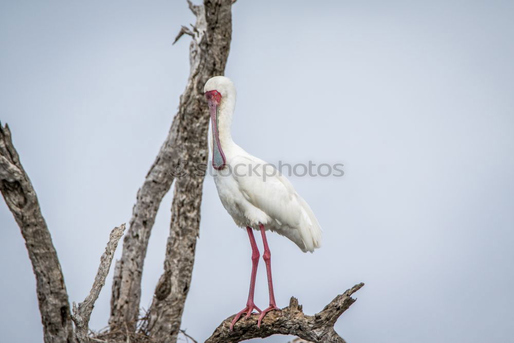 Similar – stork Sky Clouds