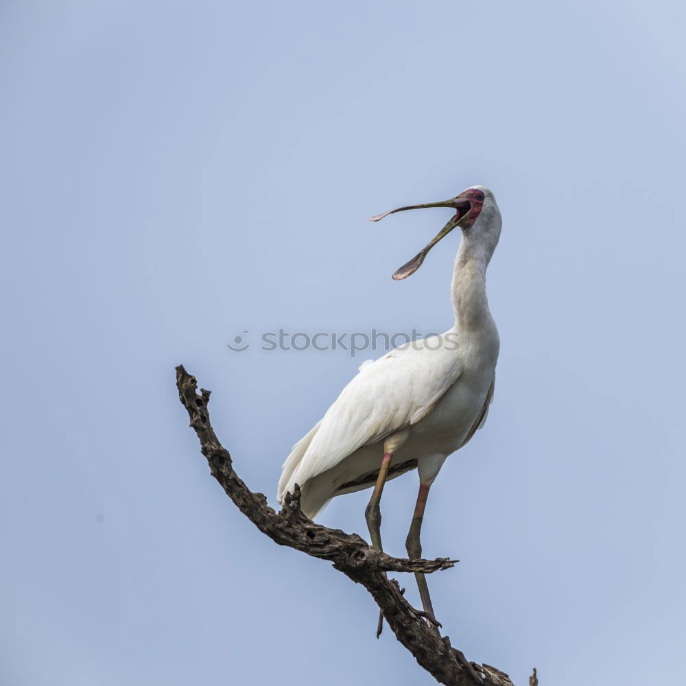 stork Sky Clouds