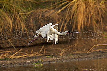 Similar – Stilt in a pond looking