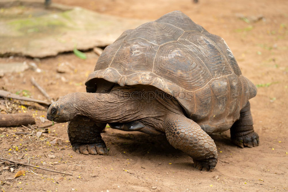 Similar – Image, Stock Photo . Environment Nature