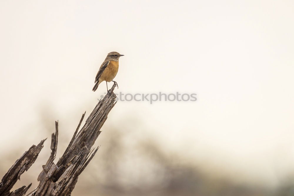 Amselwinter Vogel Drossel