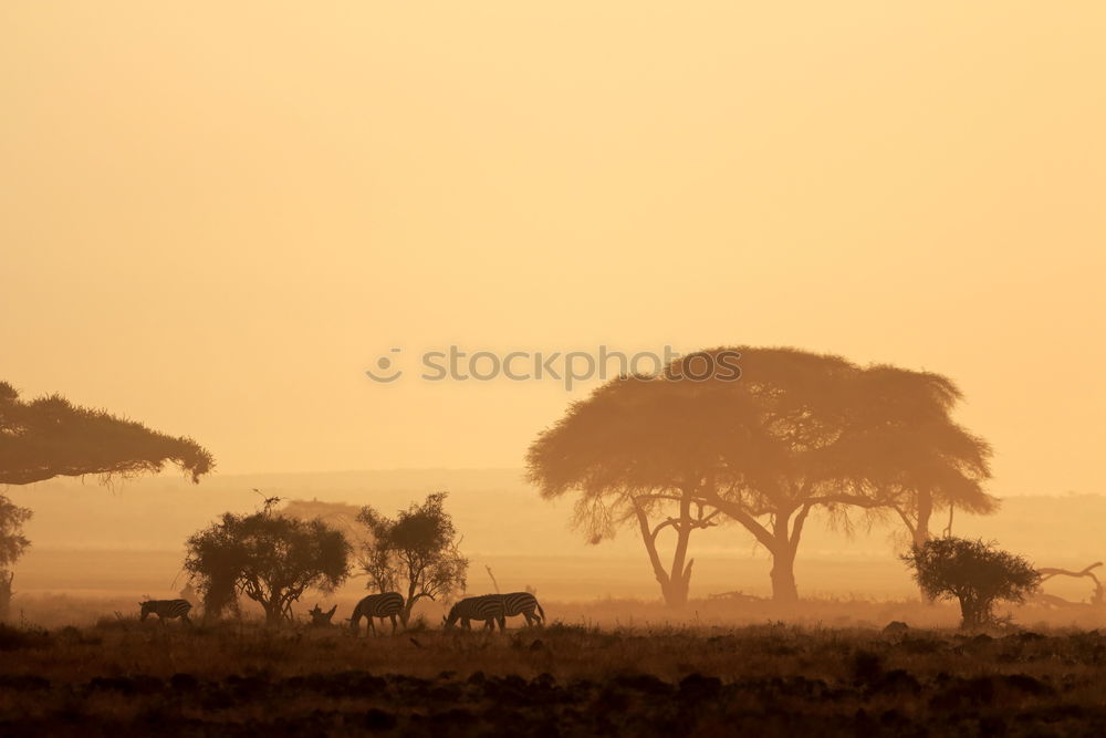 Similar – Image, Stock Photo Africa Environment Nature