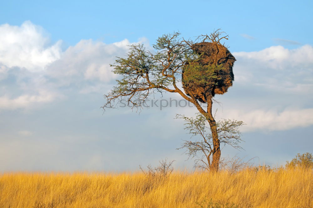 Similar – Image, Stock Photo Kenya’s diversity