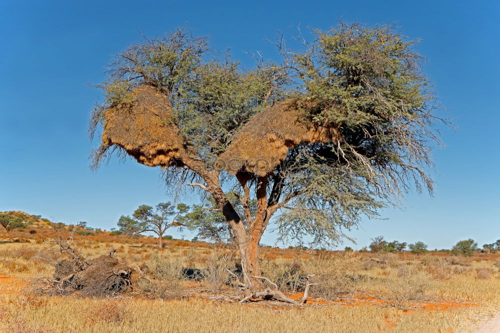 Similar – desert tree Tree Dry