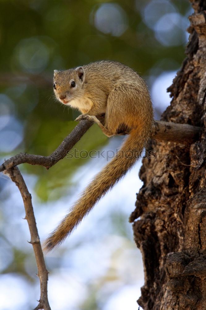 Similar – Squirrel stretches out