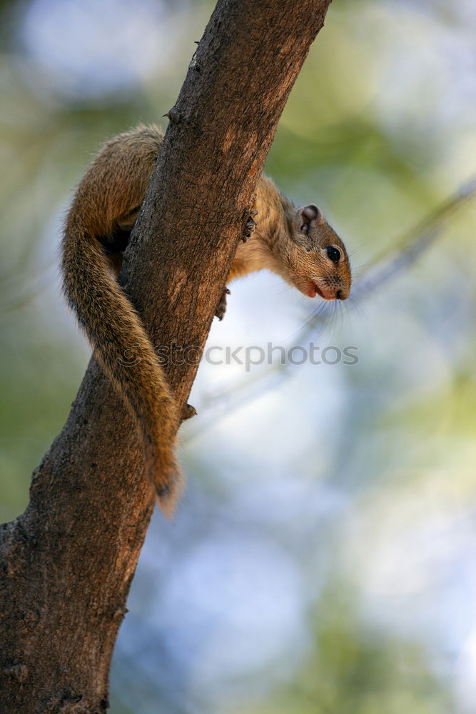 Similar – Image, Stock Photo objective | it all depends on the size!