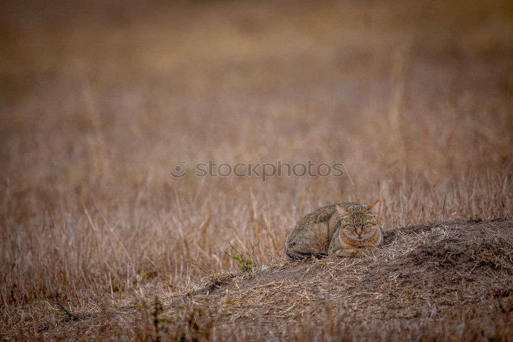 Image, Stock Photo New Zealand 130