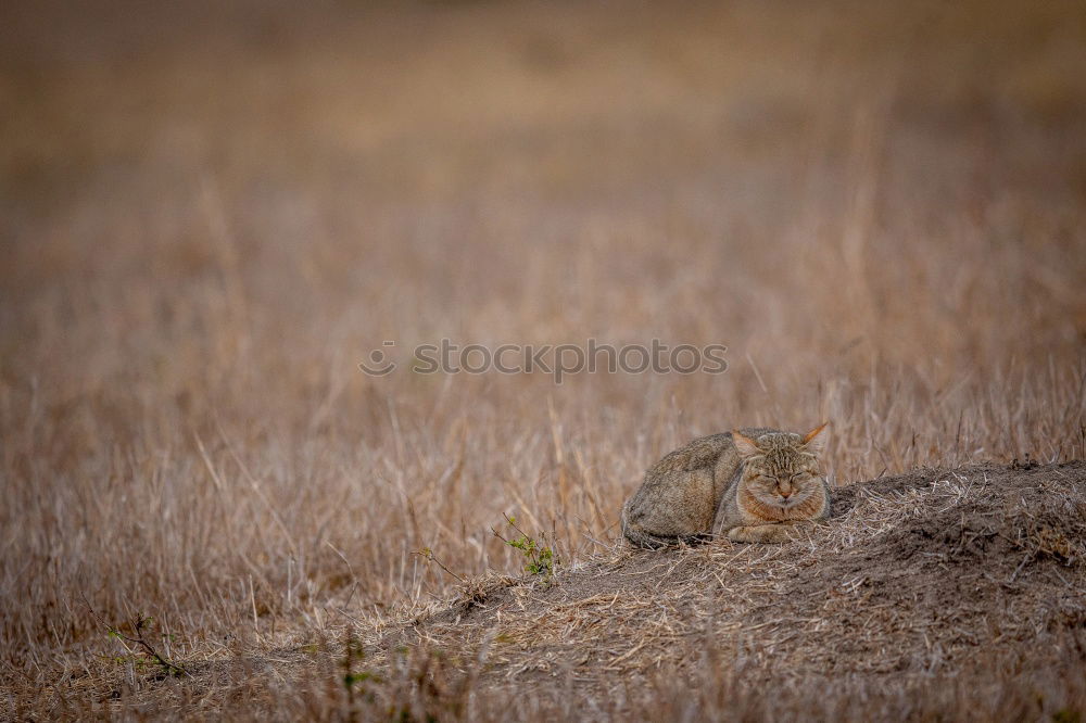 Similar – Image, Stock Photo Hey, Dude! Environment