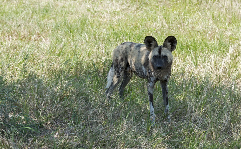 Similar – jackal Grass Bushes