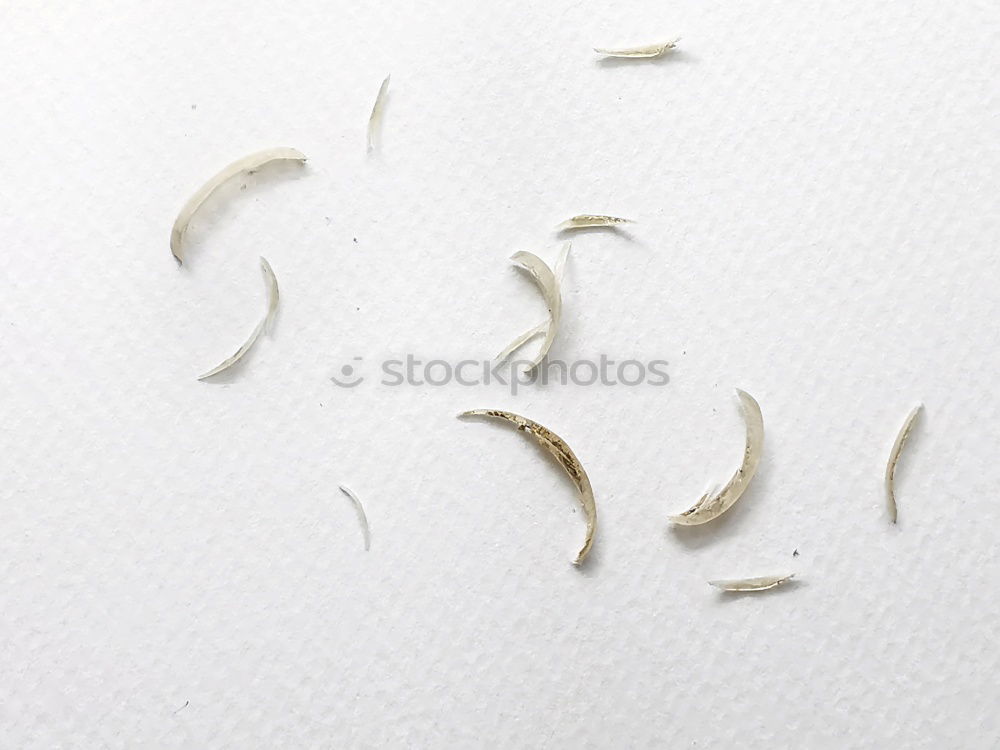 Similar – Image, Stock Photo white feather and weight