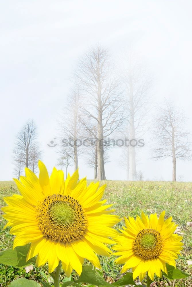 Similar – family joy Sunflower