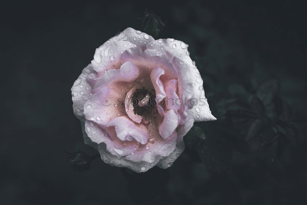 Similar – Image, Stock Photo Jar of flower on table