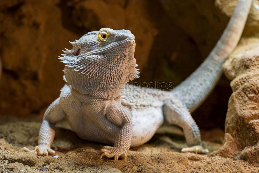 Image, Stock Photo sunbath Reptiles Saurians