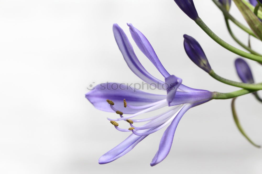 Similar – Image, Stock Photo flora Flower