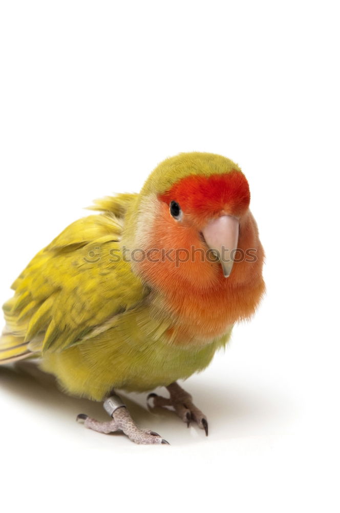 Similar – Image, Stock Photo basket Shopping Basket