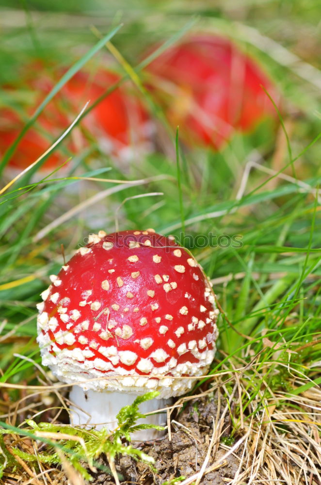 Similar – red with white dots