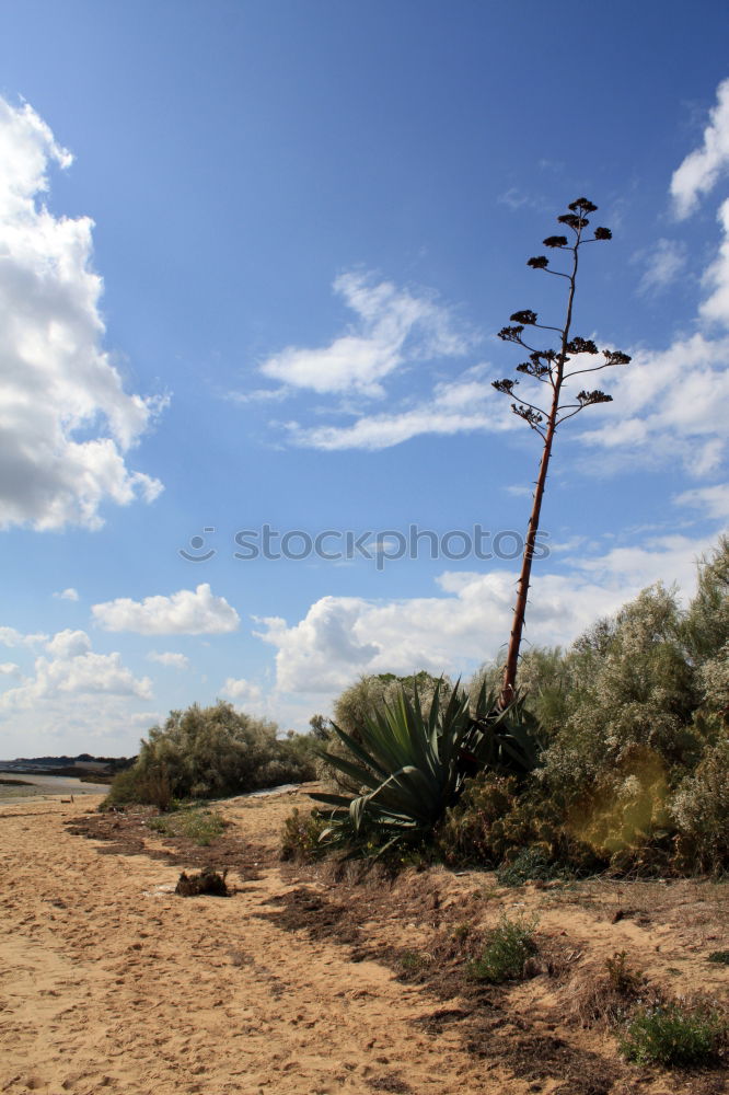 Similar – Image, Stock Photo #AS# Weeds mediterranean