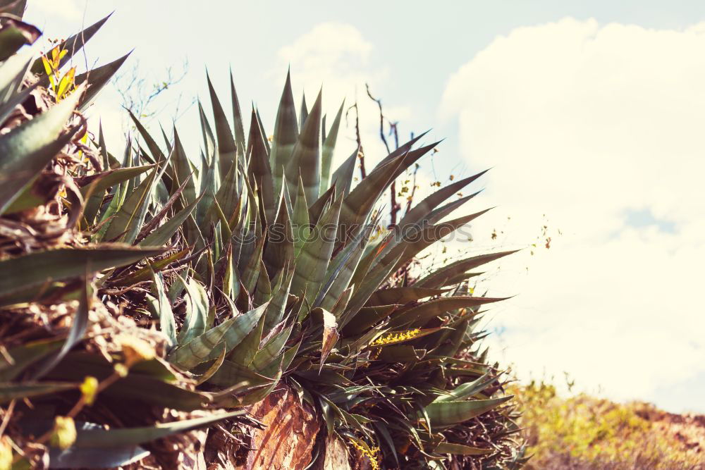 Similar – Prickly pears (Opuntia ficus-indica)