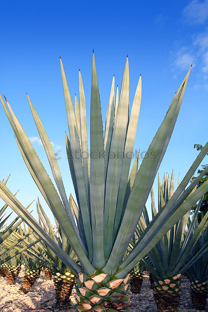 Foto Bild azuro Agave Kaktus Mauer