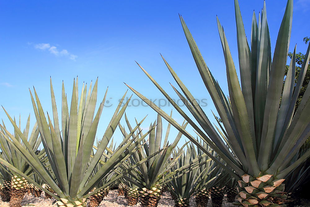 Similar – Foto Bild azuro Agave Kaktus Mauer