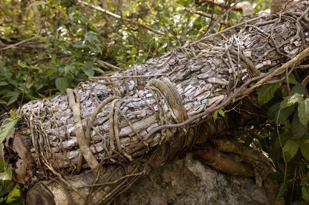 Similar – Image, Stock Photo root Tree Brown Mystic