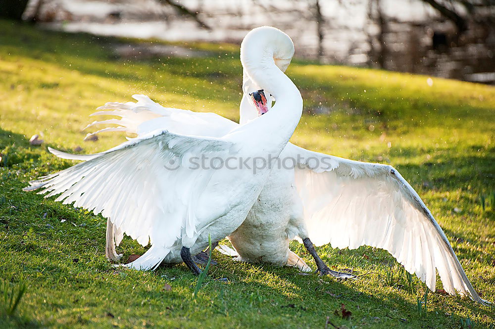 Similar – albino Animal Bird 1