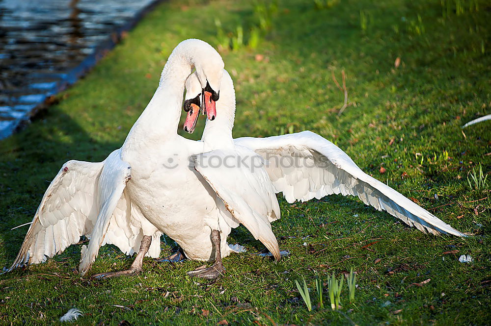 schwan im eimer Natur Baum