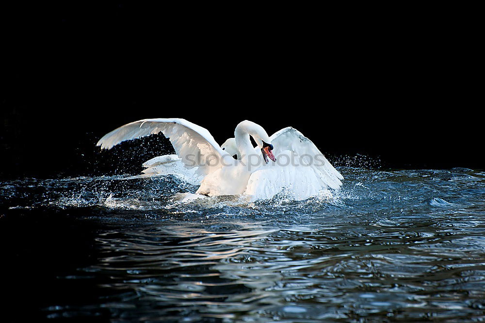 Similar – Foto Bild Streithähne Möwe