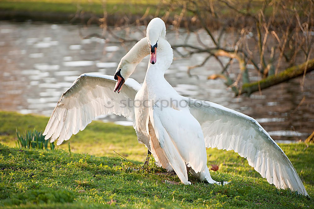 Similar – Image, Stock Photo Just the two of us…