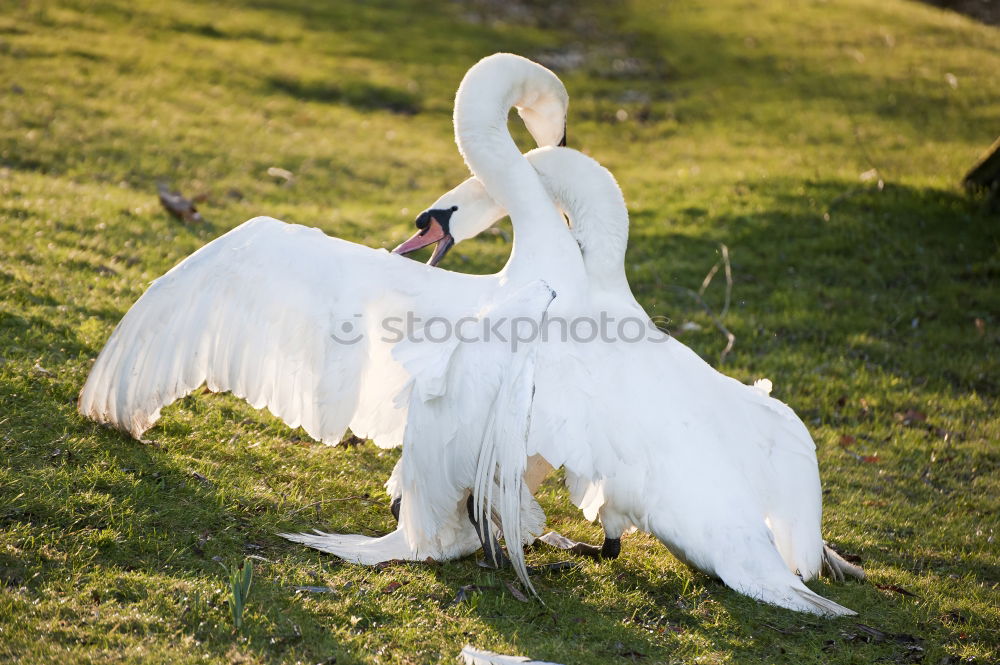 Similar – schwan im eimer Natur Baum