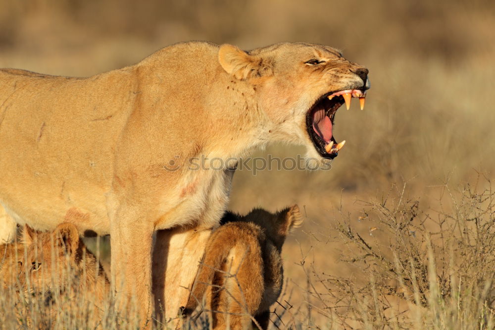 Similar – Image, Stock Photo closeup of large wild boar at dawn