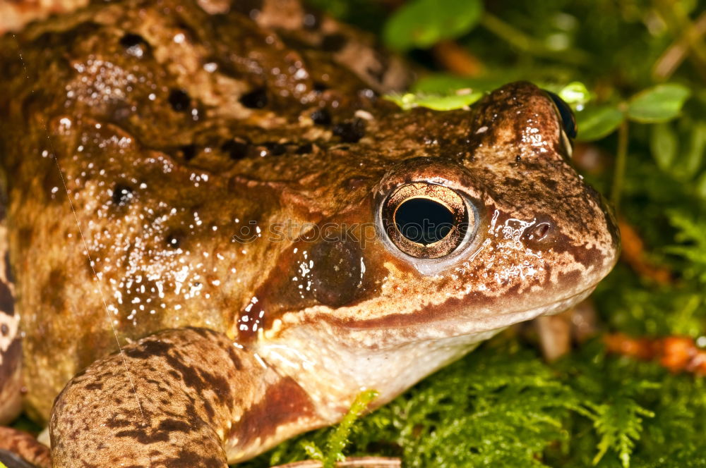 Similar – Image, Stock Photo toad migration Meadow