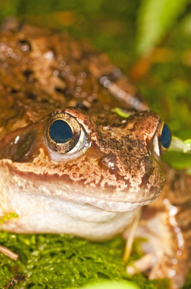 Similar – green monster grün Teich