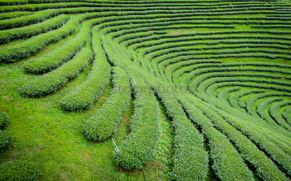 Similar – Foto Bild Grüne Welle ( 100. ) Natur