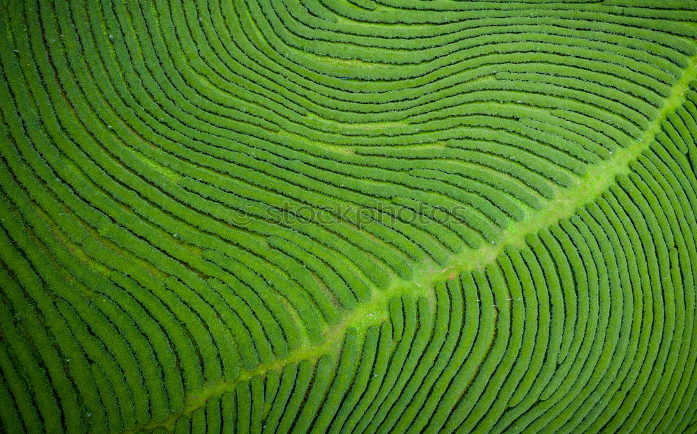 Similar – banana leaf Banana