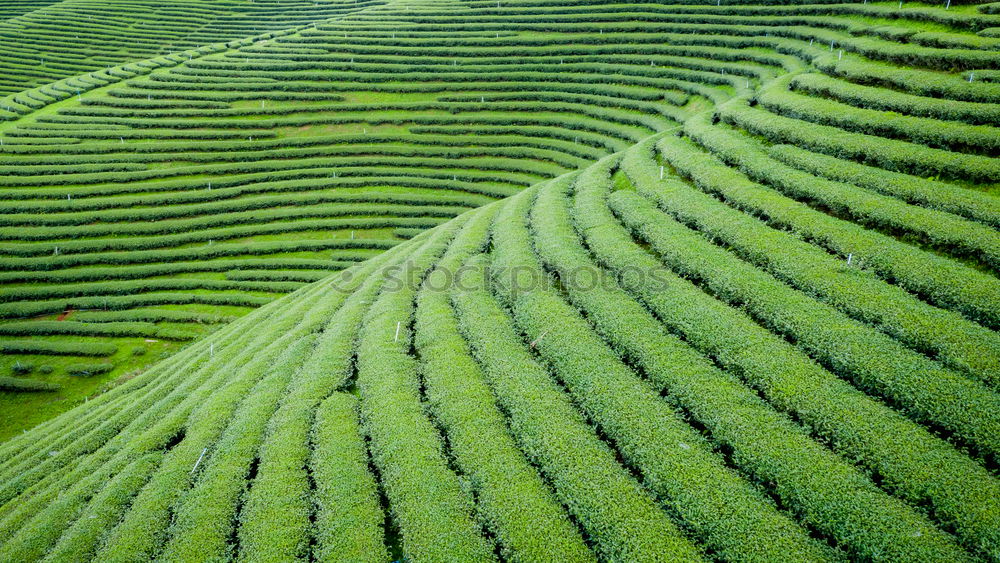 Similar – Foto Bild Grüne Welle ( 100. ) Natur