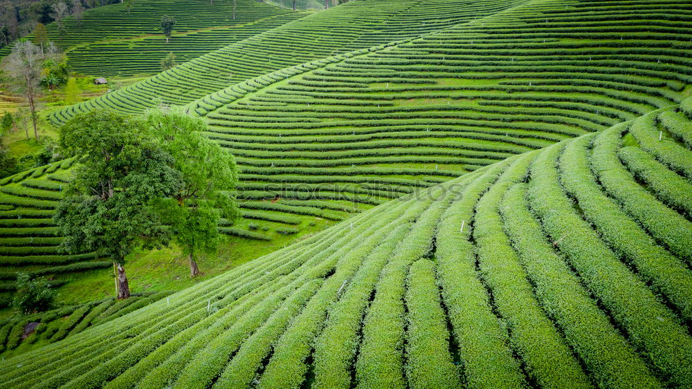 Similar – Image, Stock Photo green yes green