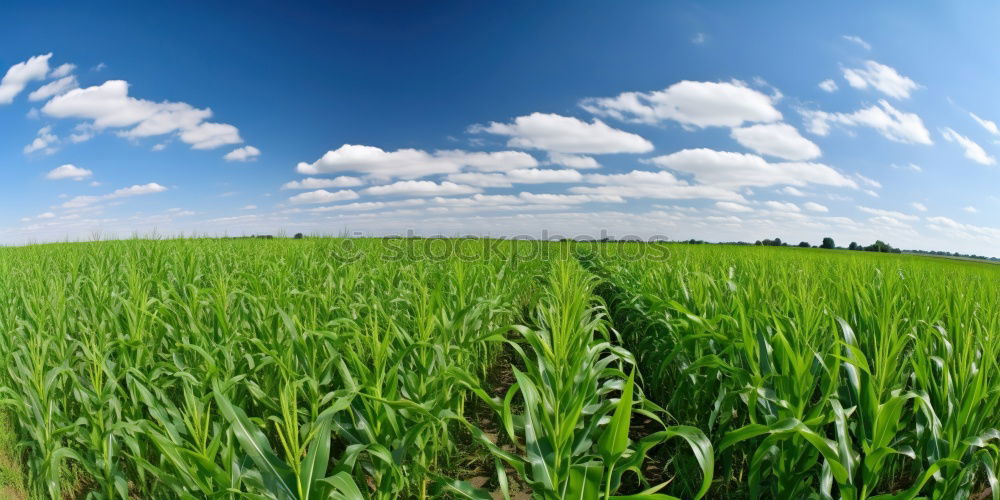 Similar – Image, Stock Photo agriculture Close-up