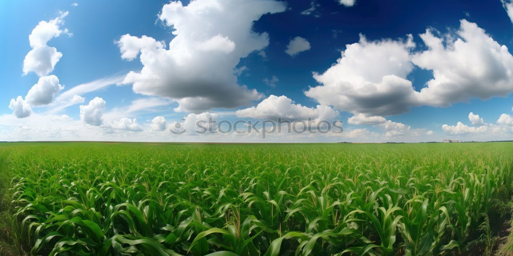 Similar – Image, Stock Photo agriculture Close-up