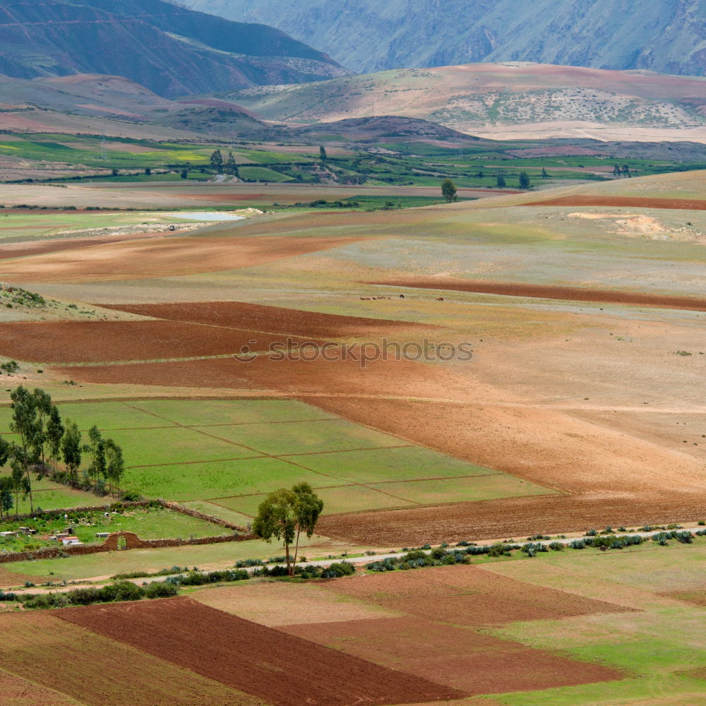 Similar – Image, Stock Photo Green Desert Environment