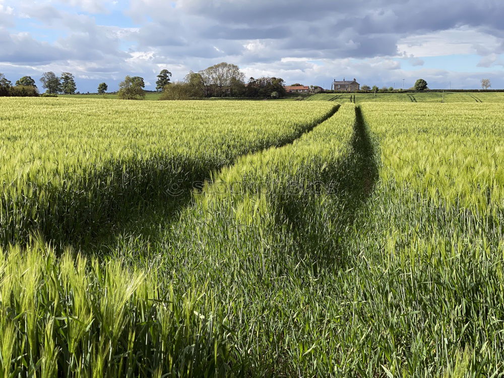 Similar – Wachstum Landwirtschaft