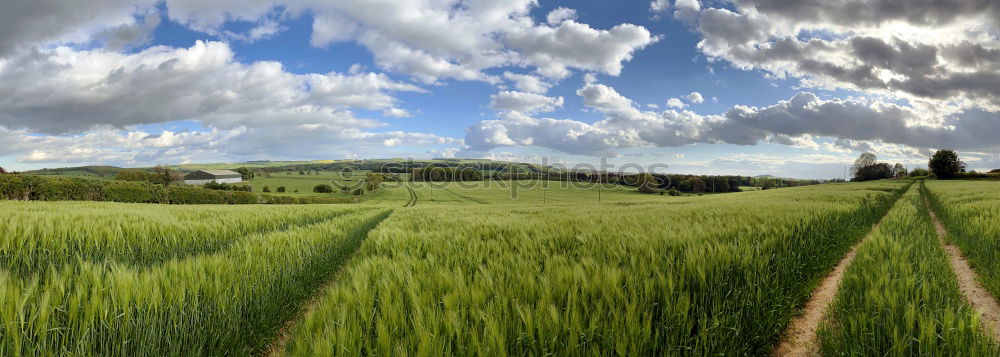 Similar – harvest time Grain