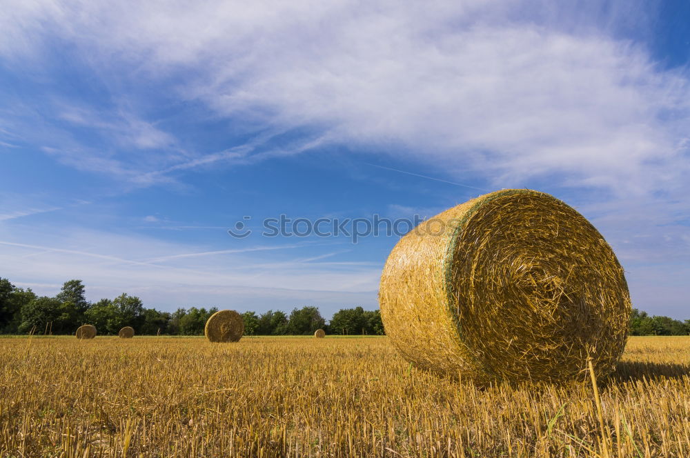 Similar – Girl on hay bales girl